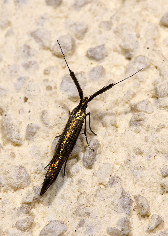 Coleophoridae Coleophora mayrella ?